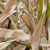 Monsanto schafft kräftiges Plus