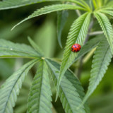 Viel Risiko in Cannabis-Aktien